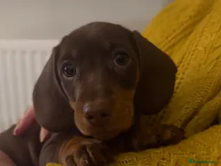 Miniature Dachshund dogs Miniature Dachshund puppies - Advert 1