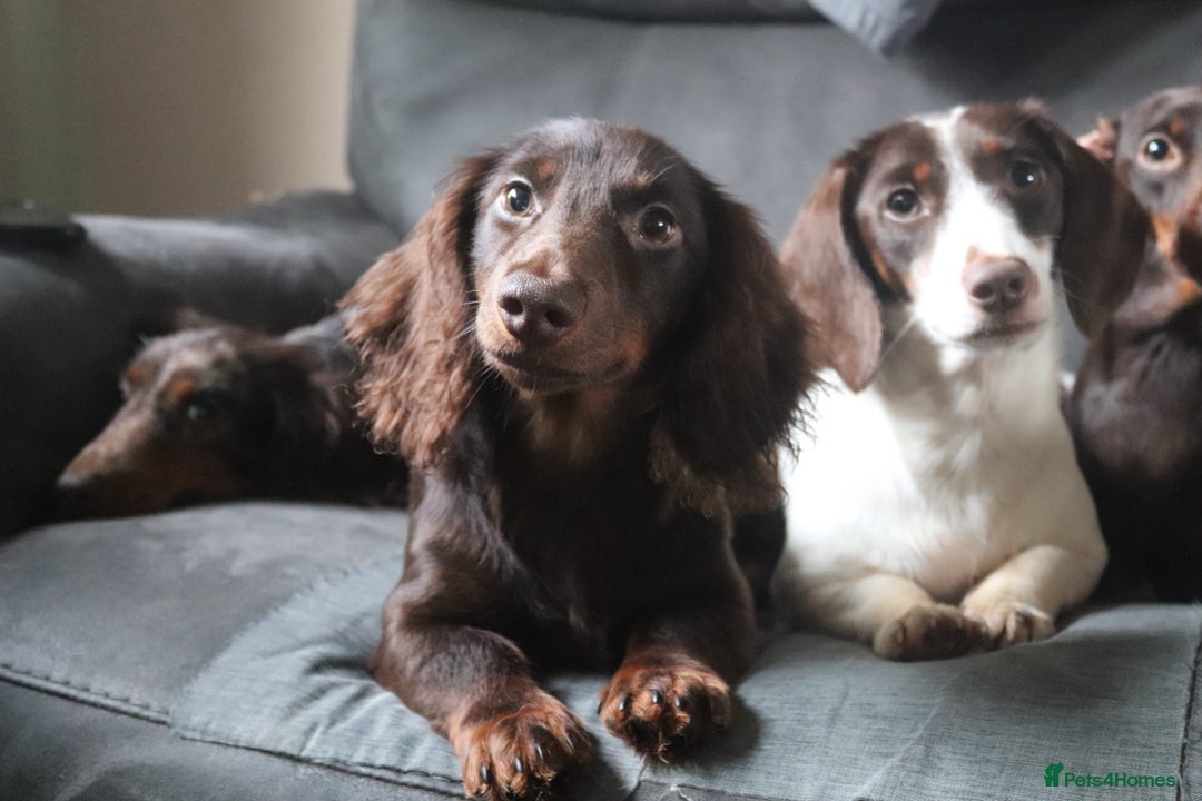 Miniature Dachshund dogs for sale: *LAST BOY * Long haired mini dachshunds😍 - Advert 1