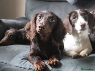 Miniature Dachshund dogs - Advert 6