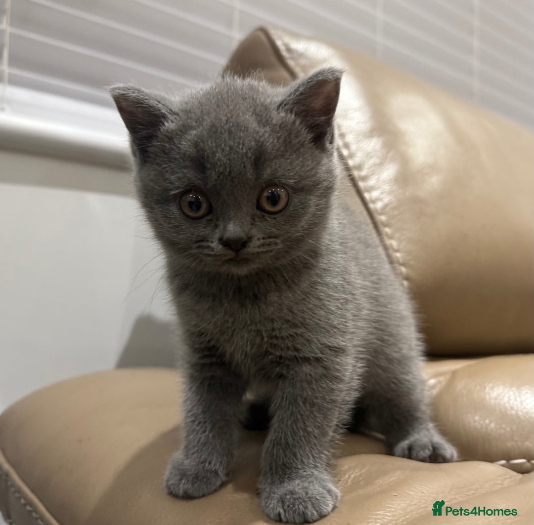 British Shorthair cats for sale: 3 British Shorthair kittens ready for loving home  - Advert 7