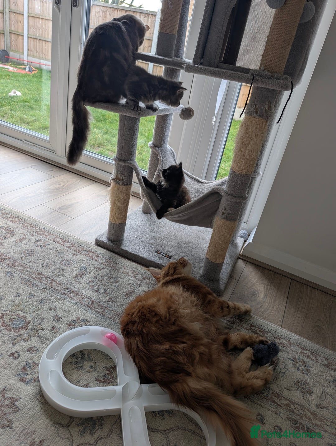 Mixed Breed cats for sale: 2 female kittens - half Maine coon.  - Advert 5