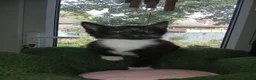 Mixed Breed cats for sale: Kittens Ready for new homes - Advert 4