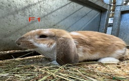 French Lop rabbits for sale: French Lops Ready Now - Image 7