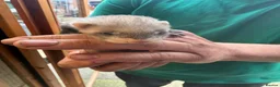 Ferret rodents for sale: Ferret Kits  in Manchester - Advert 7