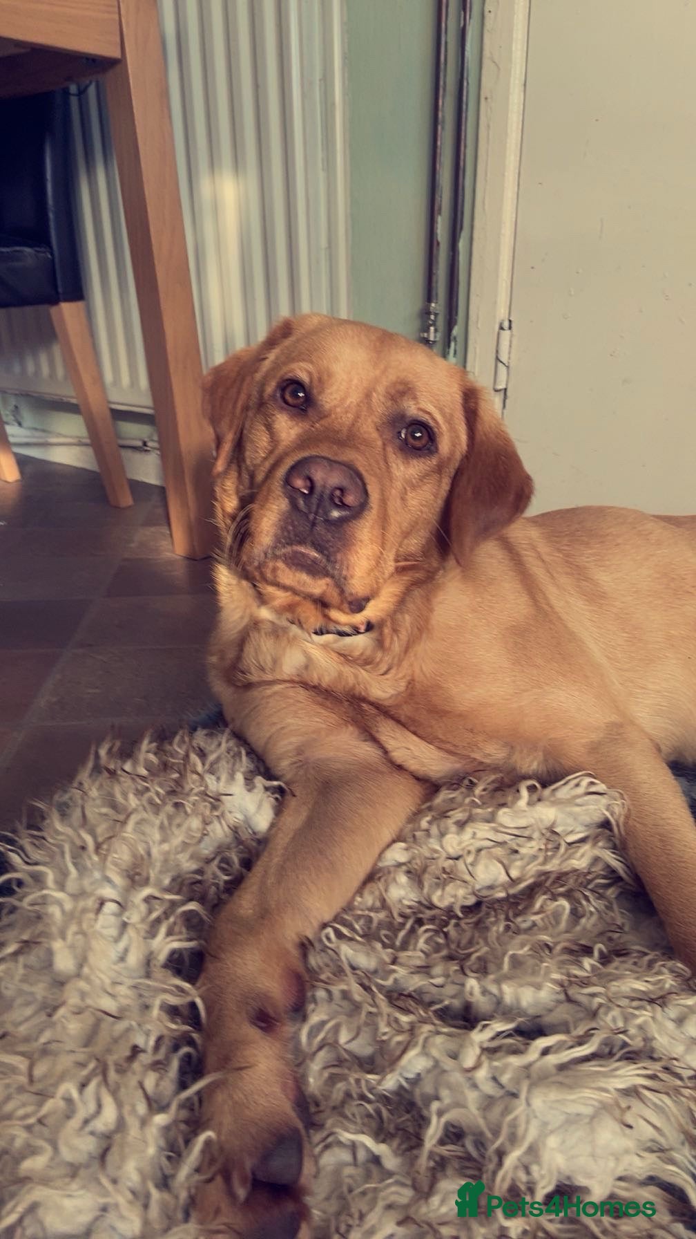Labrador Retriever dogs AVAILABLE TO STUD GORGEOUS RED LAB  - Advert 1