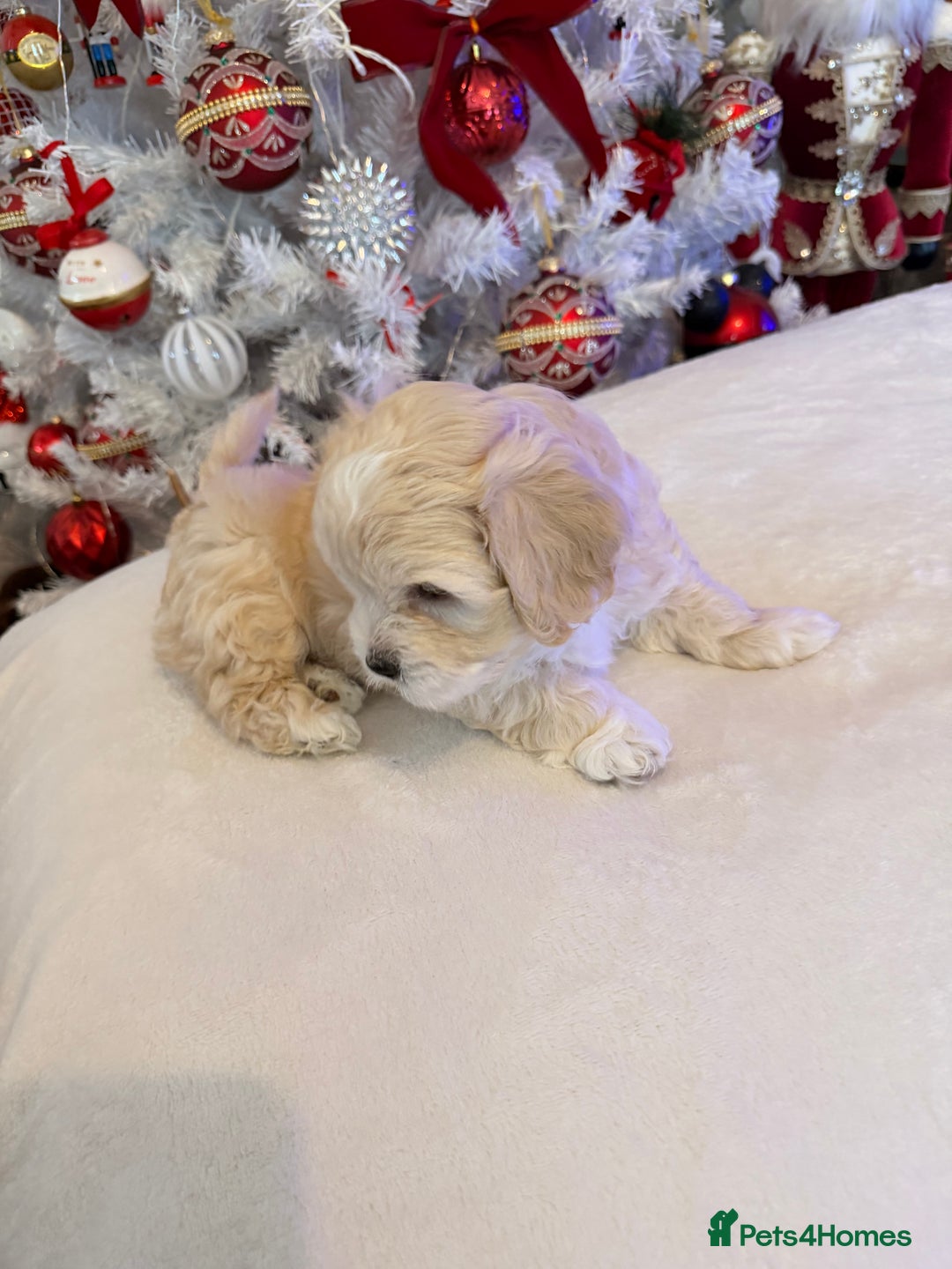 Mixed Breed dogs for sale: Malticavapoo - Advert 7