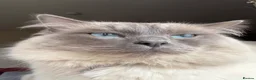 Ragdoll cats for sale: Loki updated  - Advert 6