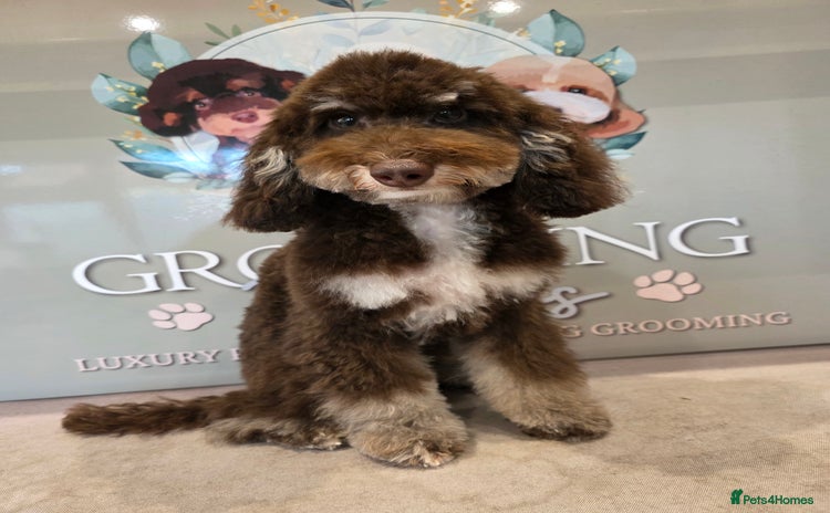 Miniature Poodle dogs Small miniture poodle  - Advert 1