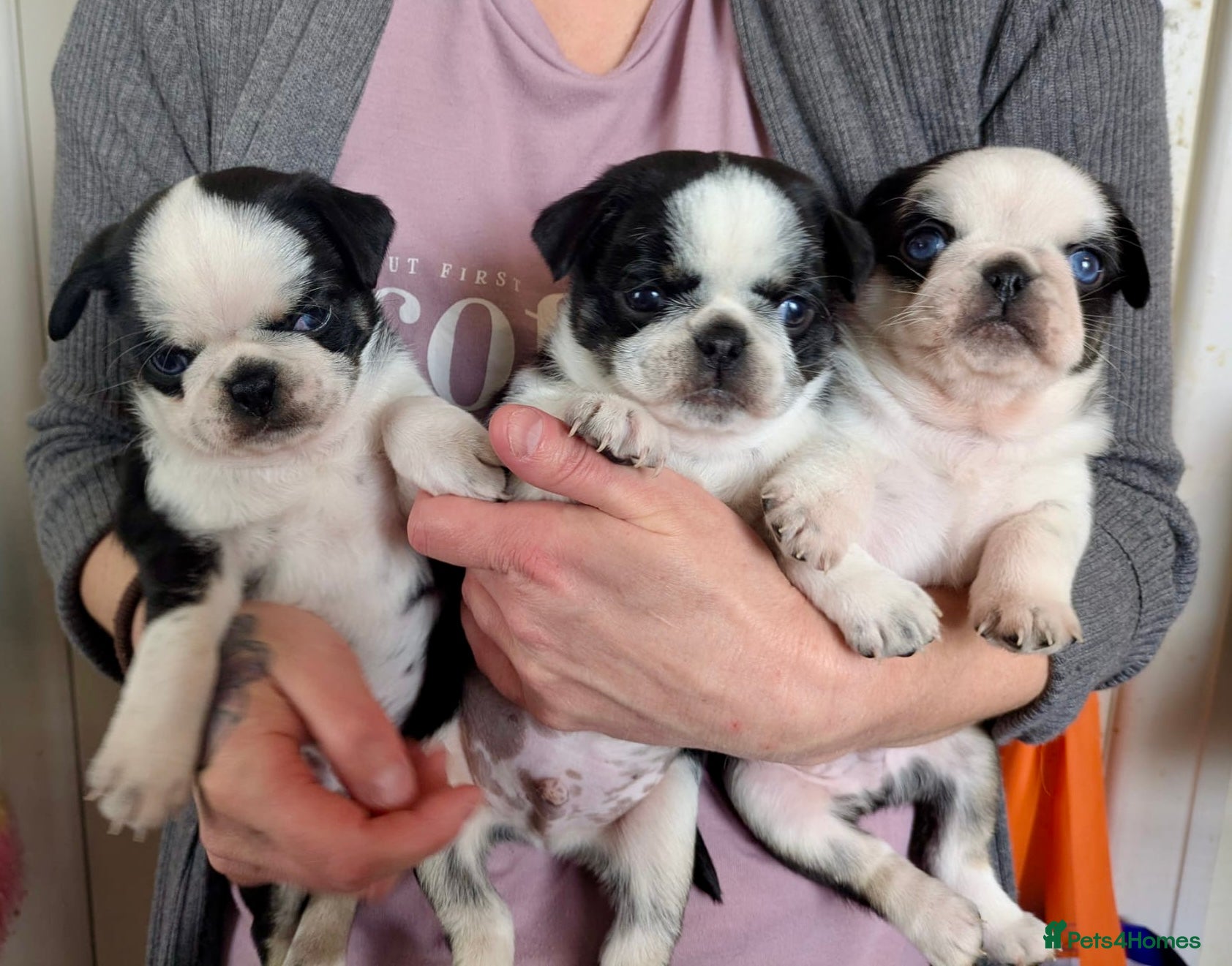 Pug dogs KC registered Pug Puppies - Advert 3