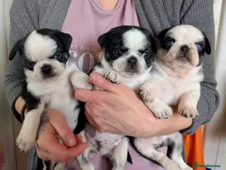 Pug dogs KC registered Pug Puppies - Advert 3