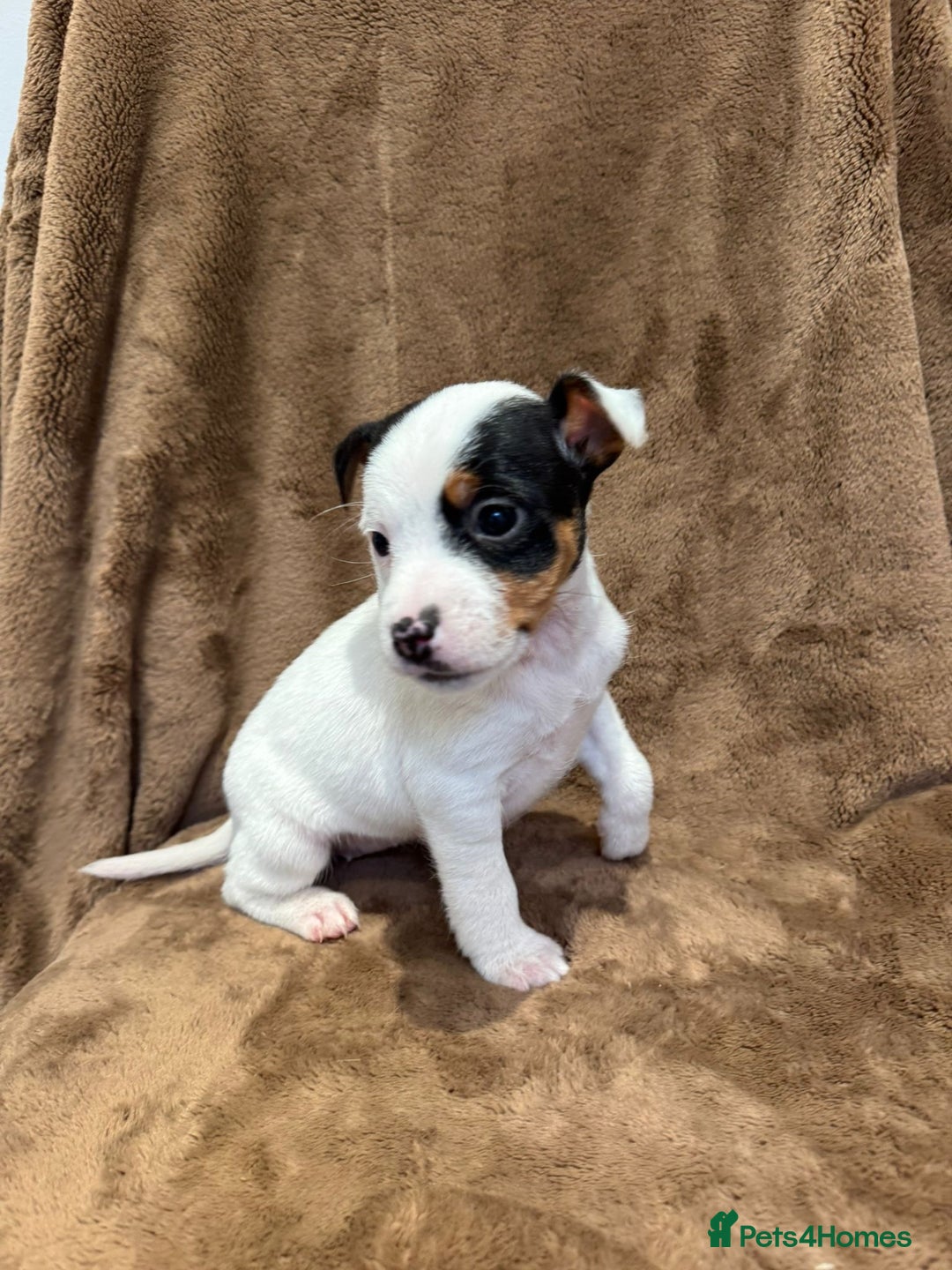 Parson Russell dogs for sale: Parson Russell  - Advert 8