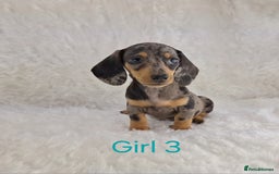 Miniature Dachshund dogs for sale: Beautiful Miniature Dachshund Puppies  - Image 10