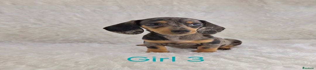 Miniature Dachshund Puppy 3
