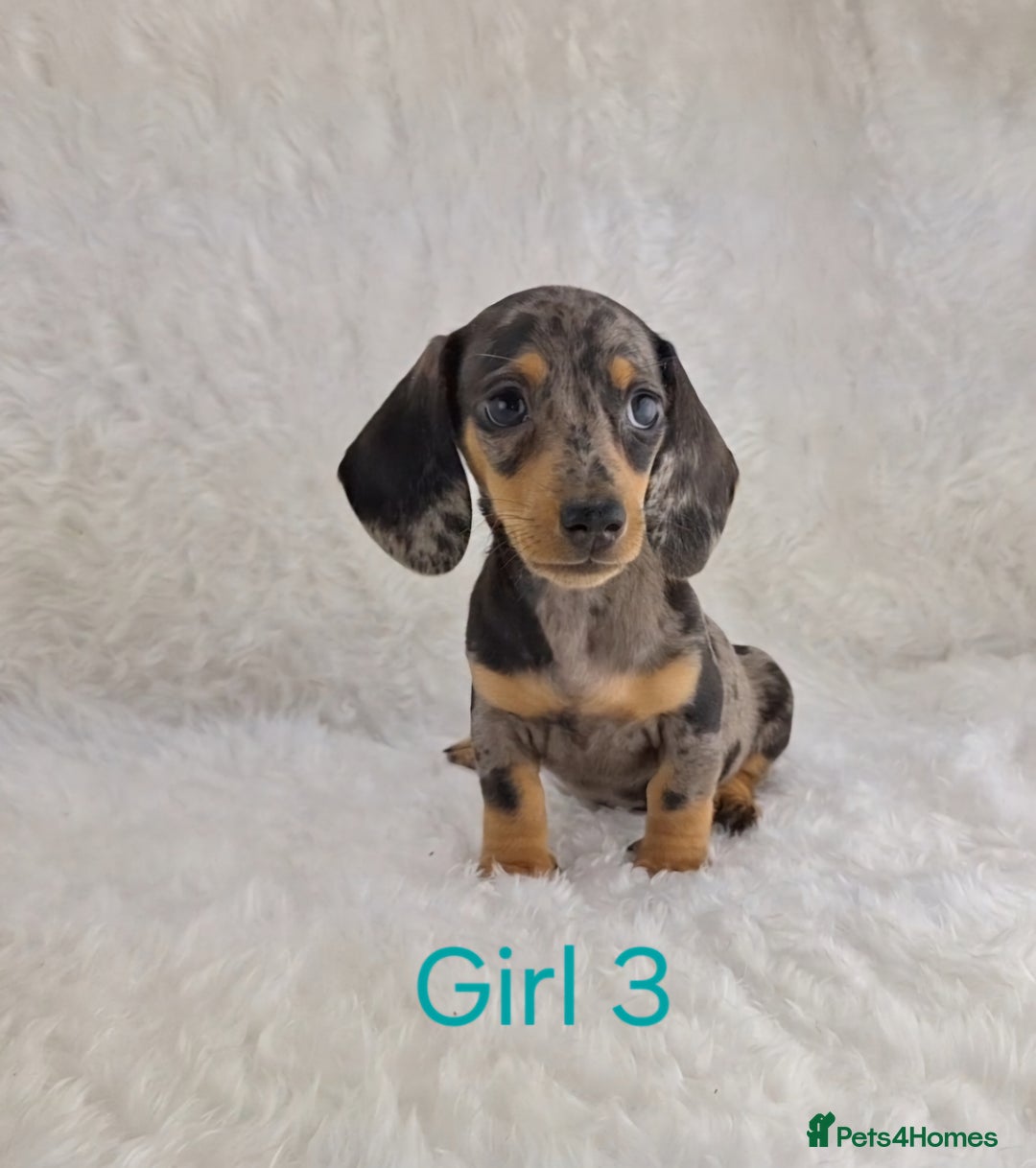 Miniature Dachshund dogs for sale: Beautiful Miniature Dachshund Puppies  - Image 10