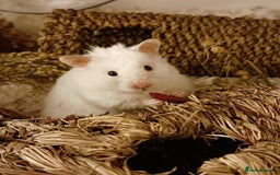Hamster rodents for sale: Baby hamster - Image 4