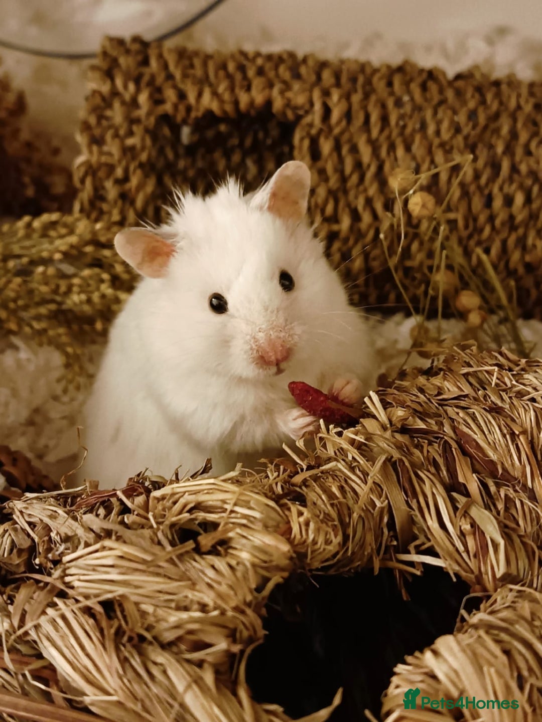 Hamster rodents for sale: Baby hamster - Image 4