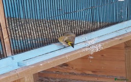 Finches birds for sale: Goldfinch mules  - Image 5