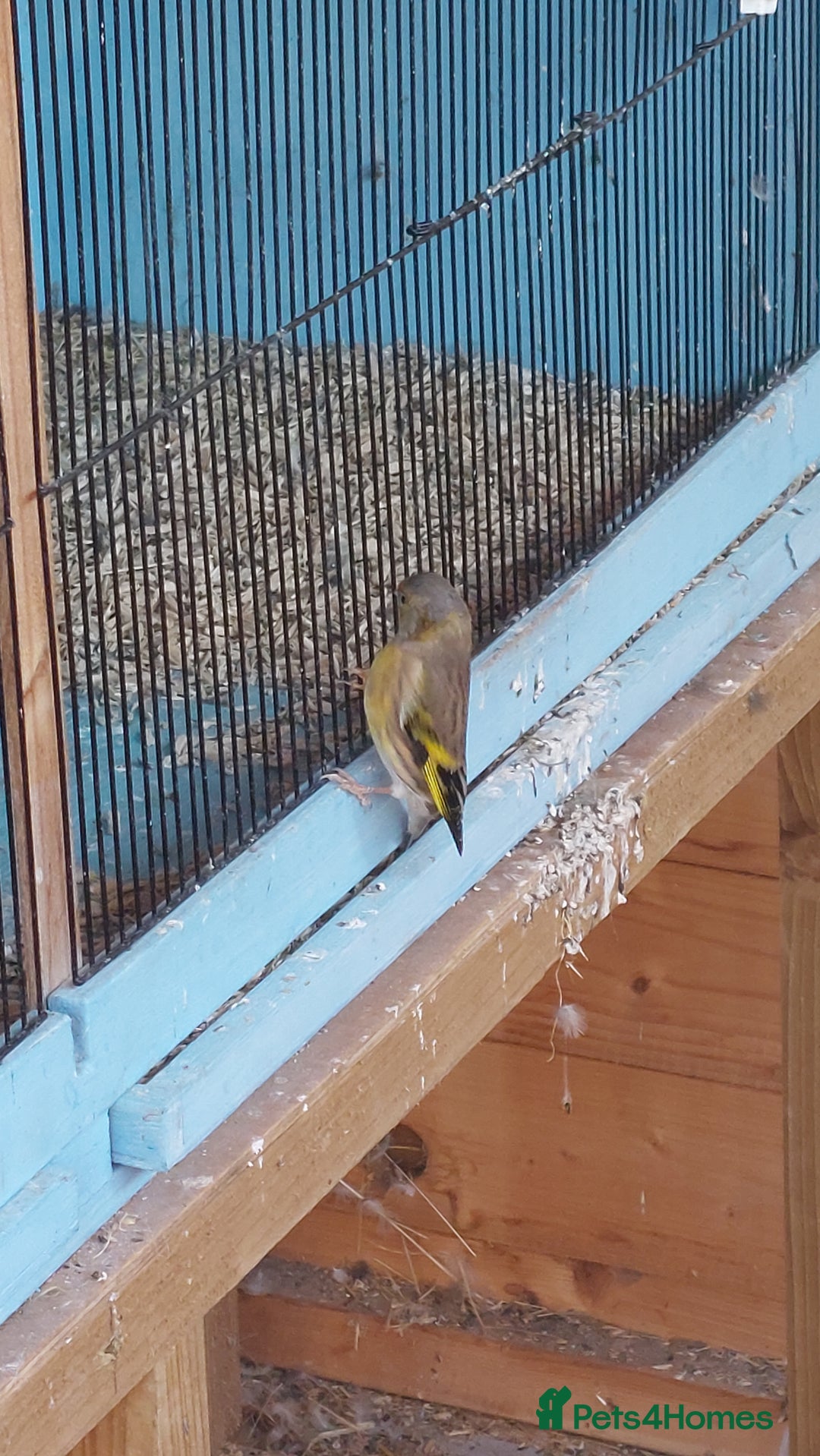 Finches birds for sale: Goldfinch mules  - Image 5