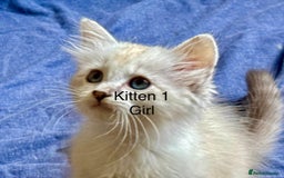 Siberian cats for sale: Four Siberian kittens - Image 9