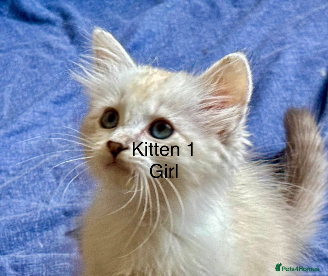 Siberian cats for sale: Four Siberian kittens - Image 9