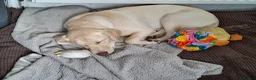 Labrador Retriever dogs for sale: Labrador Retriever in South Shields - Advert 3