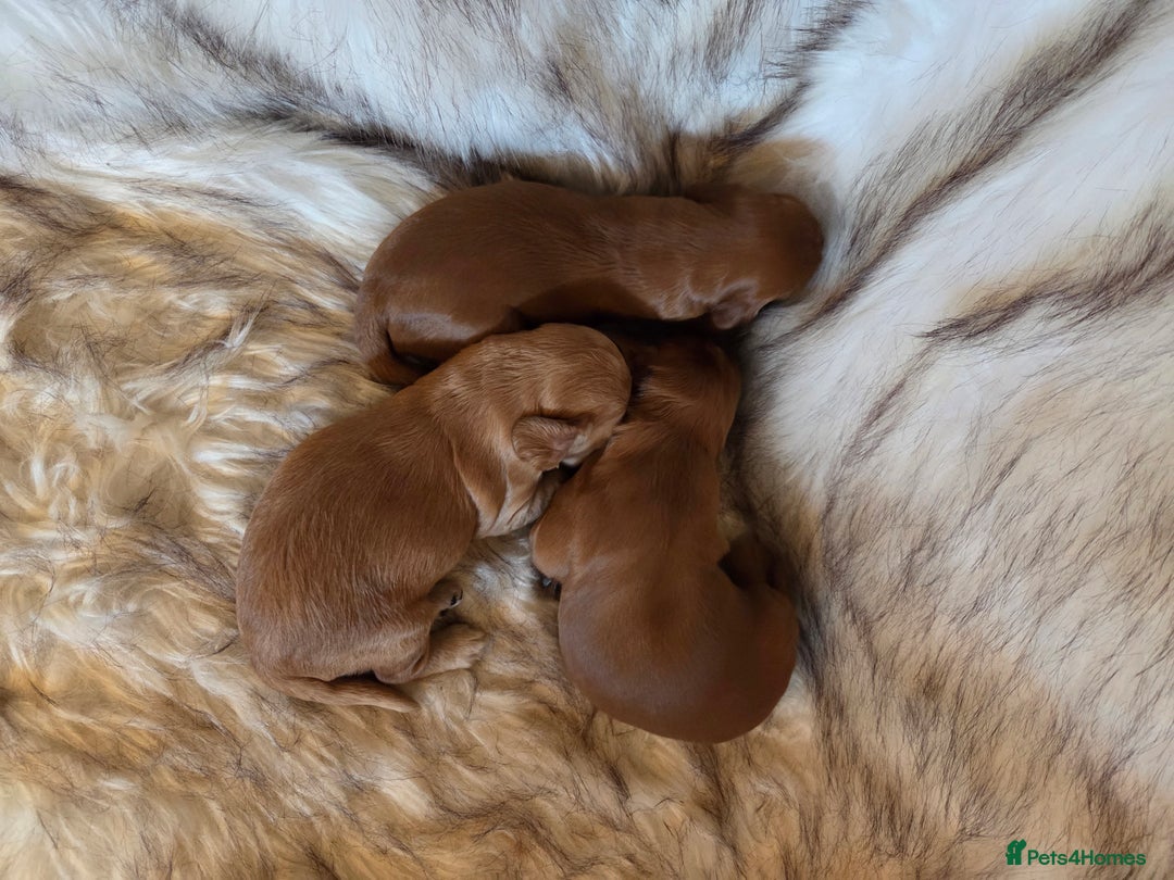 Cocker Spaniel dogs for sale: Beautiful and sweet puppy😊 - Image 7