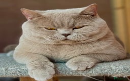 British Shorthair cats for stud: Stunning lilac boy for stud, active GCCF!!  in Mansfield - Image 2