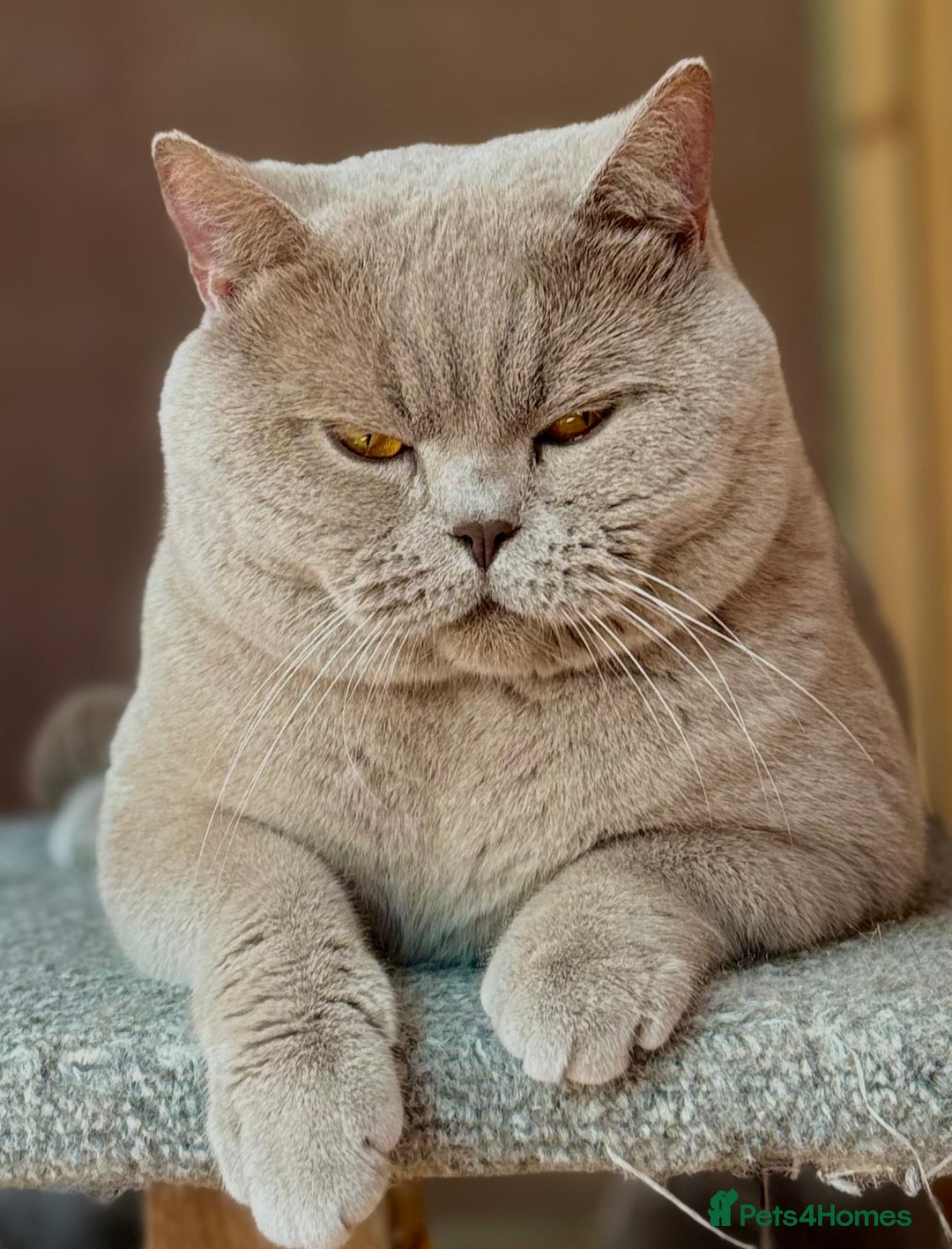 British Shorthair cats for stud: Stunning lilac boy for stud, active GCCF!!  in Mansfield - Image 2