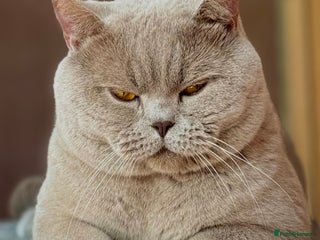 British Shorthair cats Stunning lilac boy for stud, active GCCF andTICA! in Mansfield - Advert 9