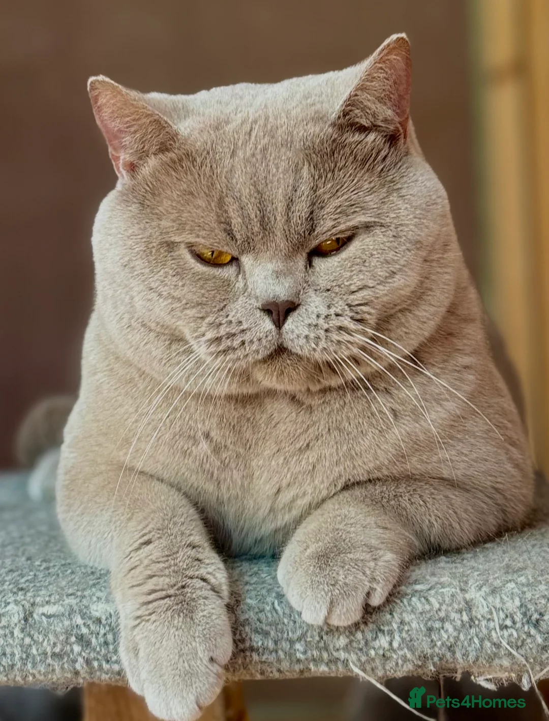 British Shorthair cats for stud: Stunning lilac boy for stud, active GCCF andTICA! in Mansfield - Advert 4