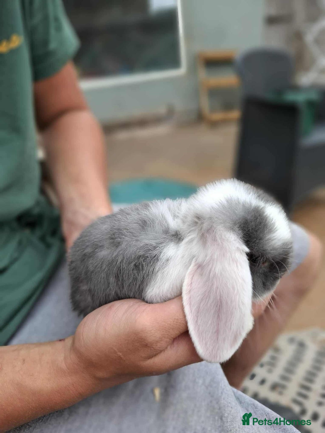 Mini Lop rabbits for sale: Mini lop bunnies  - Image 8