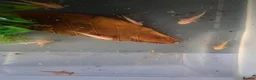 Axolotl reptiles for sale: Juvie Axolotls Assorted Colours - Advert 1