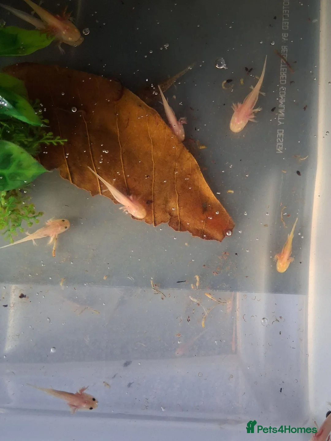 Axolotl reptiles for sale: Juvie Axolotls Assorted Colours - Advert 1