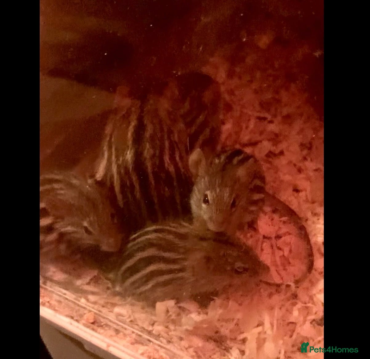 Mouse rodents Barbary striped grass mice;  African Pygmy dormice - Advert 1