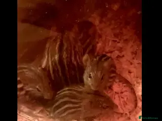 Mouse rodents Barbary striped grass mice; African Pygmy dormice - Advert 14