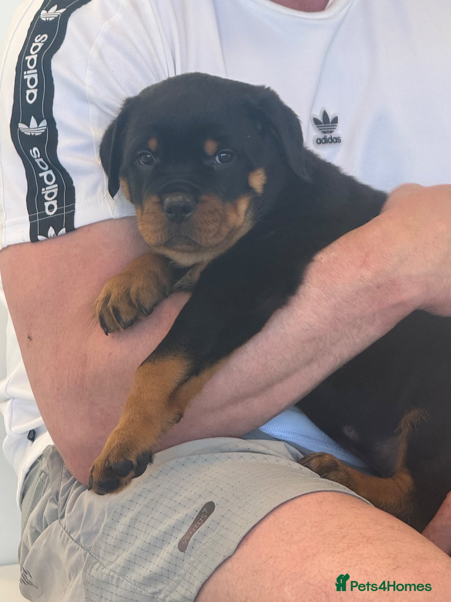 Rottweiler dogs Rottweiler pups - Advert 4