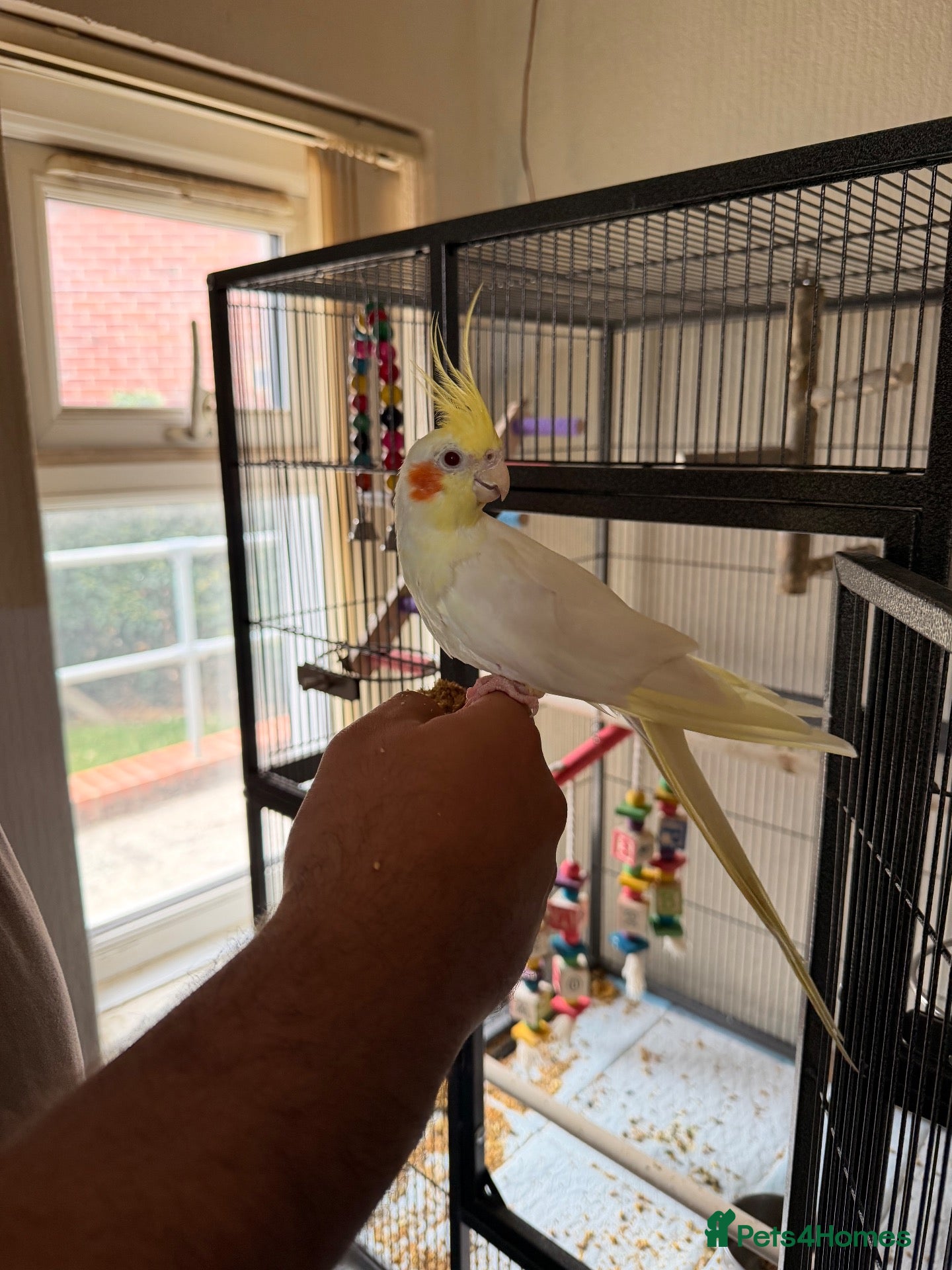 Cockatiels birds Loving cockatiels looking for a new home  - Advert 2
