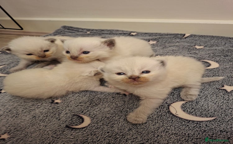 Ragdoll cats - Advert 4
