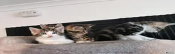 Mixed Breed cats for sale: Extra-cuddly, hand-reared, vet checked kittens  - Advert 9