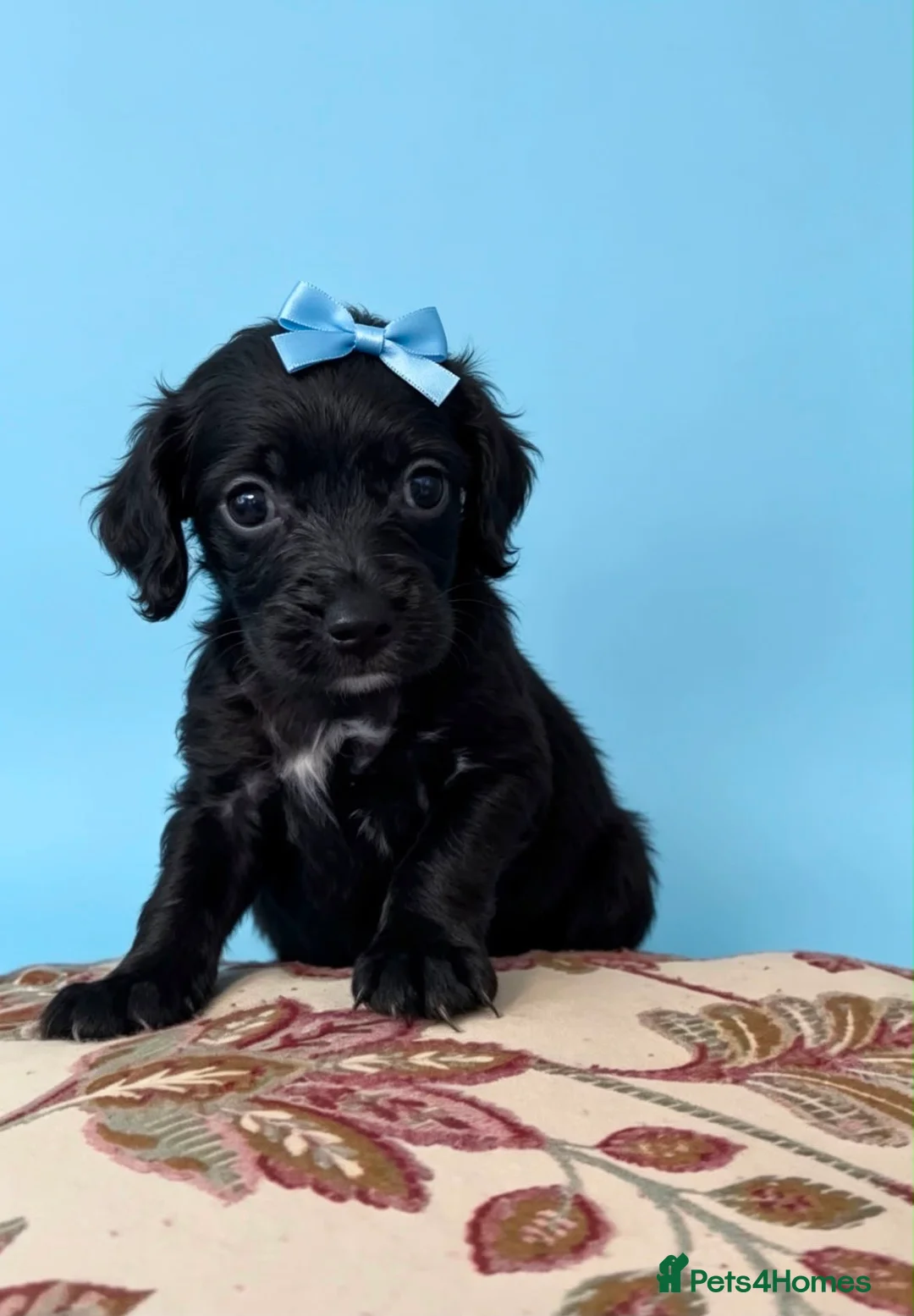 Mixed Breed dogs for sale: Show cocker x Jack Russel (cocker jacks) - Advert 2