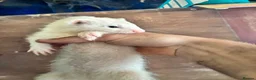 Ferret rodents for sale: Ferrets for sale  - Advert 6