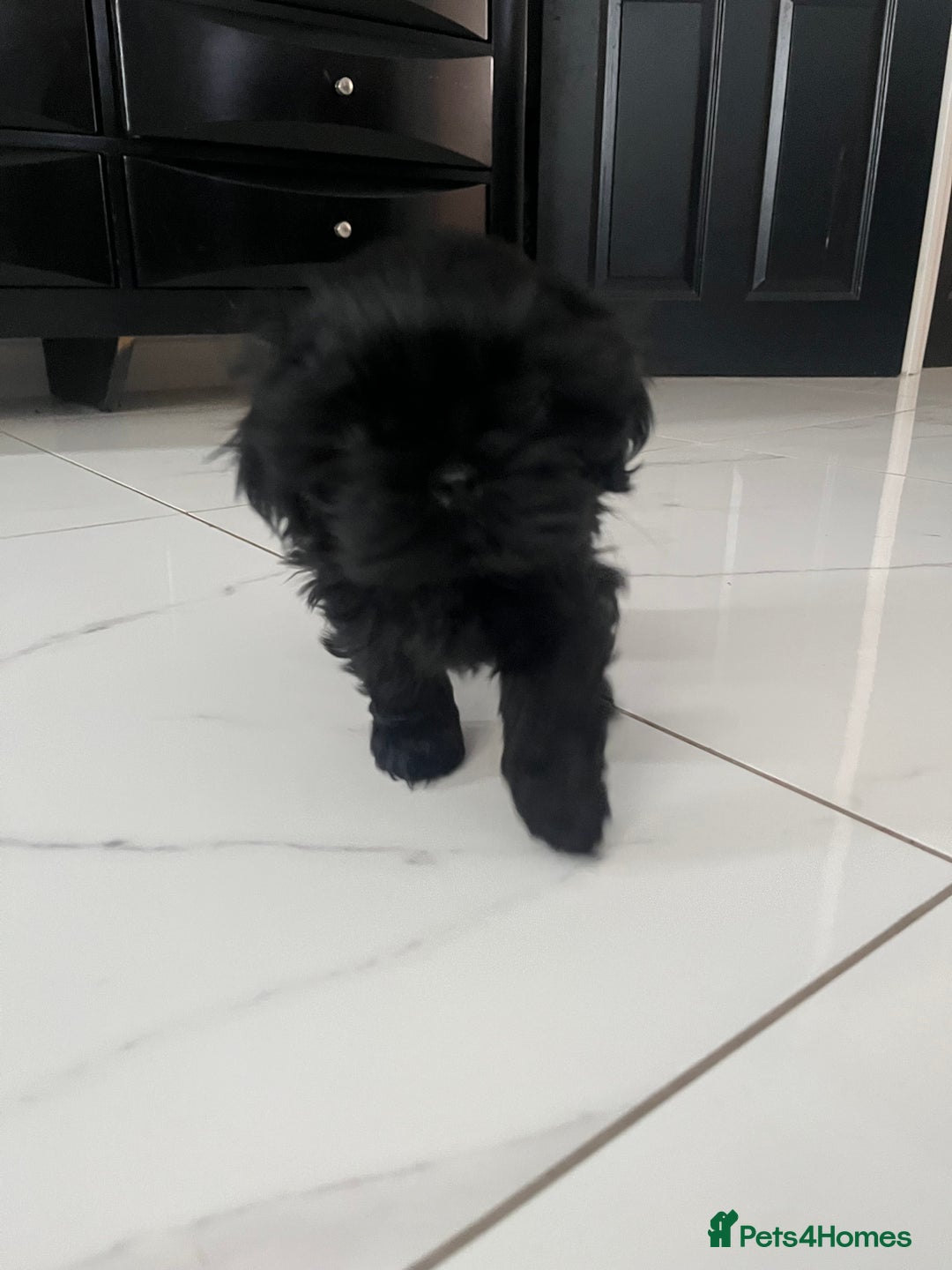 Shih Tzu dogs for sale: Rare solid black imperial Shih Tzu  - Advert 4