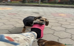 Mixed Breed dogs for adoption: DARIA -  a superb little girl, for a Loving Home - Image 16