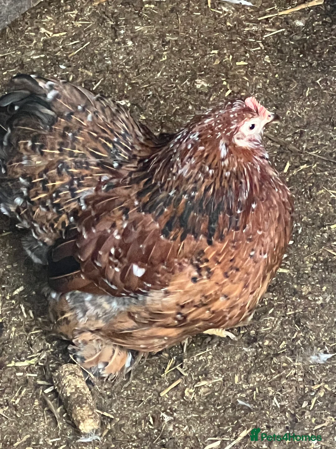 Chickens poultry for sale: Point of lay hens  - Advert 12