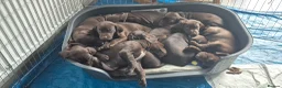 Mixed Breed dogs for sale: Gsp/Vizsla - Advert 2