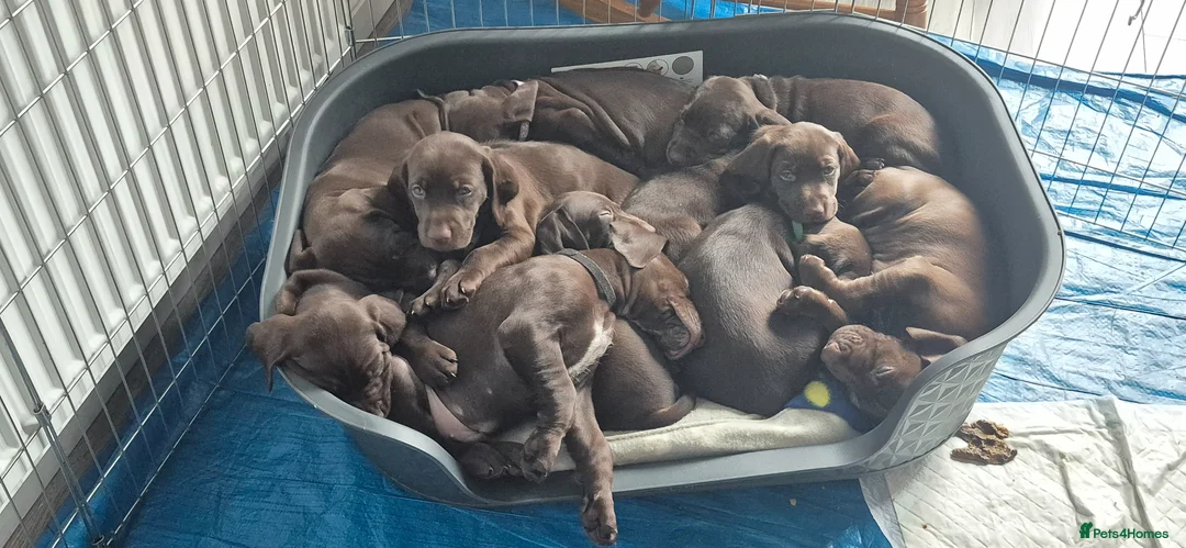 Mixed Breed dogs for sale: Gsp/Vizsla - Advert 2