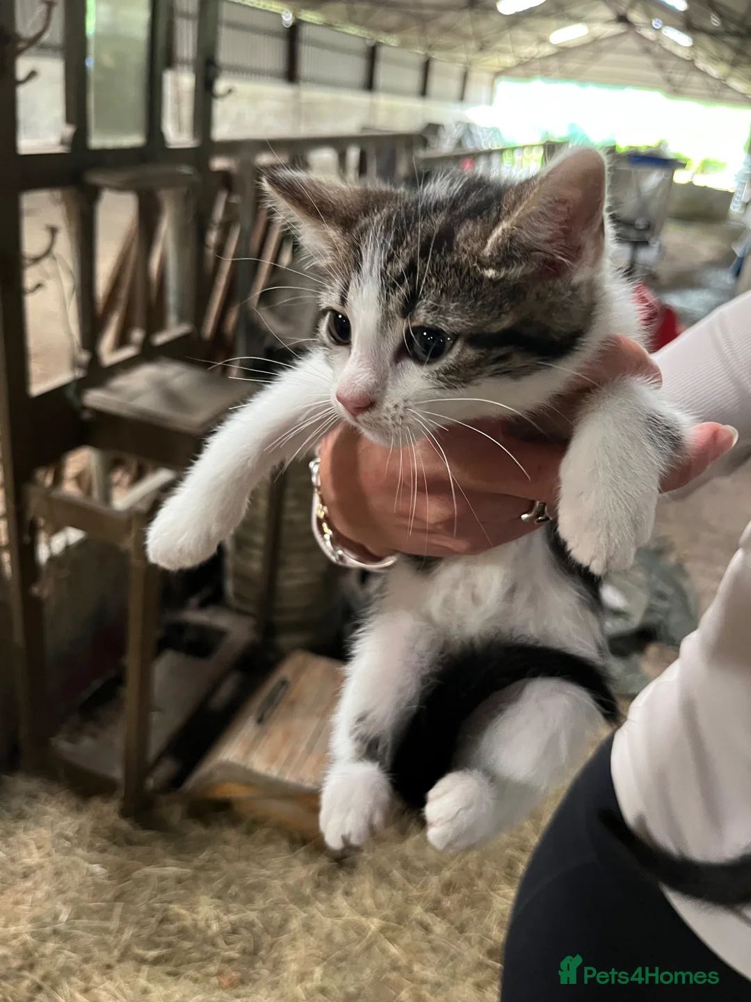 Mixed Breed cats for sale: Beautiful kittens for sale - Advert 2