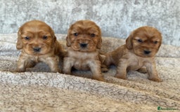 Cocker Spaniel dogs for sale: BEAUTIFUL KC REGISTERED SHOW TYPE HEALTH TESTED - Image 19