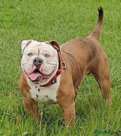 Olde English Bulldogge dogs Olde English bulldogge stud - Advert 11