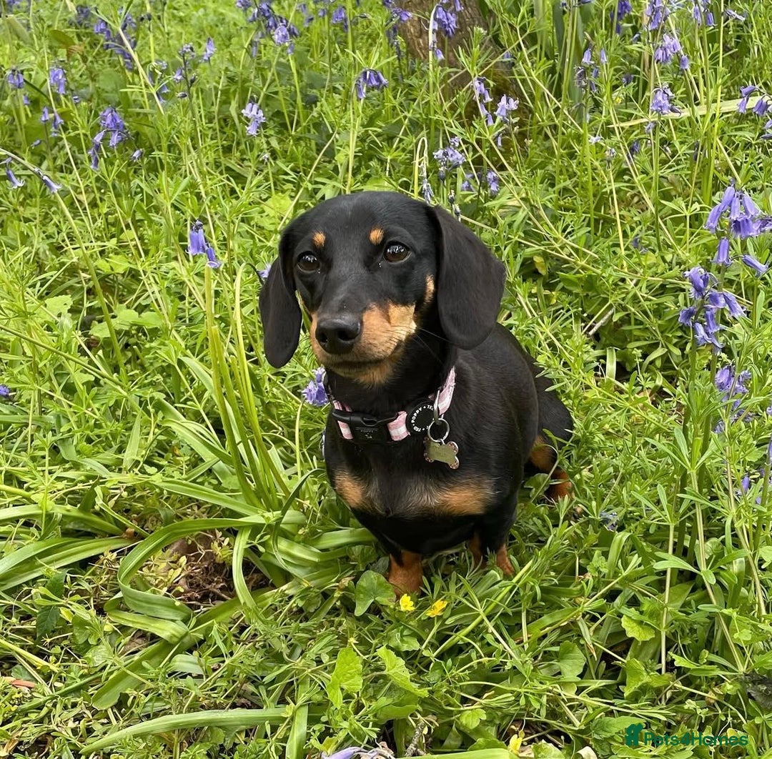 Dachshund dogs for sale: Beautiful litter of 3 KC Reg - Advert 2
